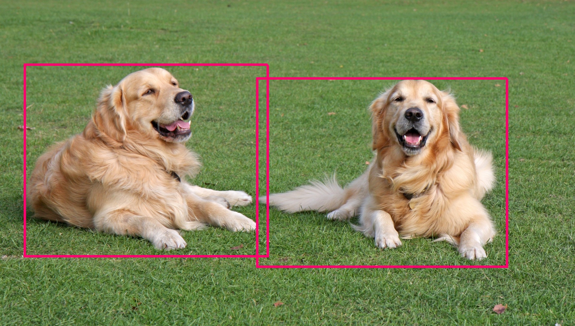object-recognition-dogs